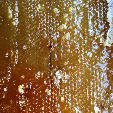 Altın nektarla doldurulmuş altıgen bal peteklerinden bir damla bal damlıyor. Bal peteği yaz kompozisyonu. Doğal bal damlası, balmumu çerçeveli arı damlası. Bal damlası bal damlatıyor bal peteğine.