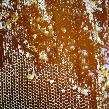 Altın nektarla doldurulmuş altıgen bal peteklerinden bir damla bal damlıyor. Bal peteği yaz kompozisyonu. Doğal bal damlası, balmumu çerçeveli arı damlası. Bal damlası bal damlatıyor bal peteğine.