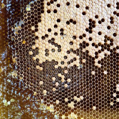 Altın nektarla doldurulmuş altıgen bal peteklerinden bir damla bal damlıyor. Bal peteği yaz kompozisyonu. Doğal bal damlası, balmumu çerçeveli arı damlası. Bal damlası bal damlatıyor bal peteğine.