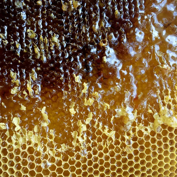 Gota Miel Abeja Goteando Panales Hexagonales Llenos Néctar Dorado Honeycoms — Foto de Stock