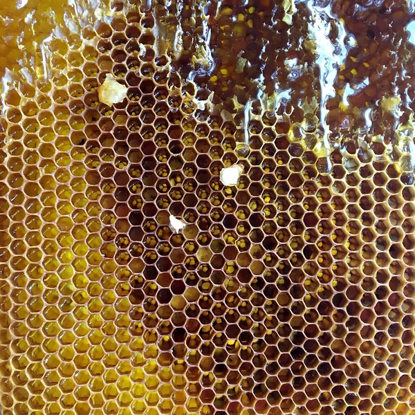 Altın nektarla doldurulmuş altıgen bal peteklerinden bir damla bal damlıyor. Bal peteği yaz kompozisyonu. Doğal bal damlası, balmumu çerçeveli arı damlası. Bal damlası bal damlatıyor bal peteğine.