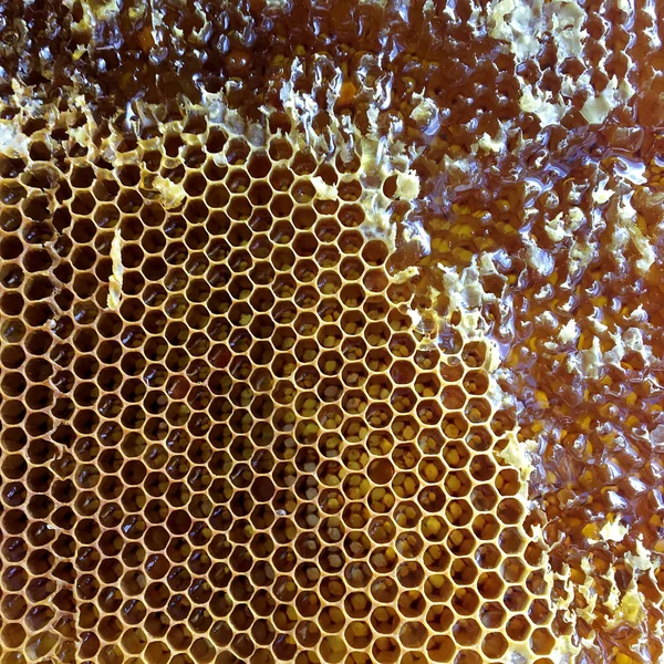 Tetesan Madu Lebah Dari Sarang Madu Heksagonal Yang Penuh Dengan — Stok Foto