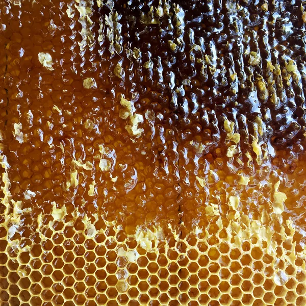 Gota Miel Abeja Goteando Panales Hexagonales Llenos Néctar Dorado Honeycoms —  Fotos de Stock