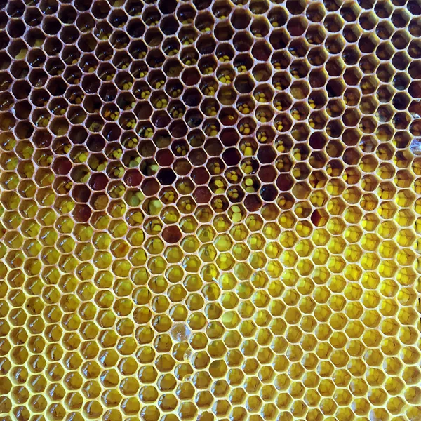Abstrakt Hexagon Struktur Bikupa Fylld Med Gyllene Honung Honungskammens Sommarkomposition — Stockfoto