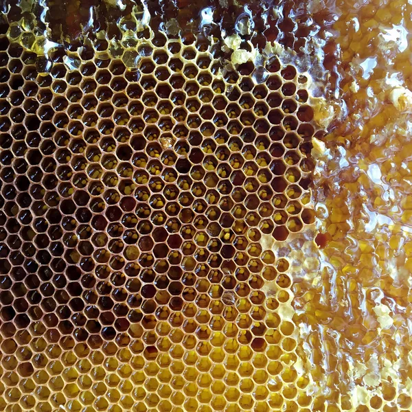 Gota Miel Abeja Goteando Panales Hexagonales Llenos Néctar Dorado Honeycoms —  Fotos de Stock