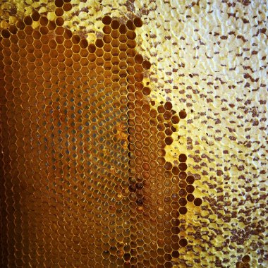 Soyut altıgen yapısı altın bal dolu arı kovanından bal peteği. Bal peteği yaz kompozisyonu arı köyünden yapışkan bal içerir. Arıların kırsal bal petekleri taşraya.