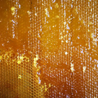 Altın nektarla doldurulmuş altıgen bal peteklerinden bir damla bal damlıyor. Bal peteği yaz kompozisyonu. Doğal bal damlası, balmumu çerçeveli arı damlası. Bal damlası bal damlatıyor bal peteğine.