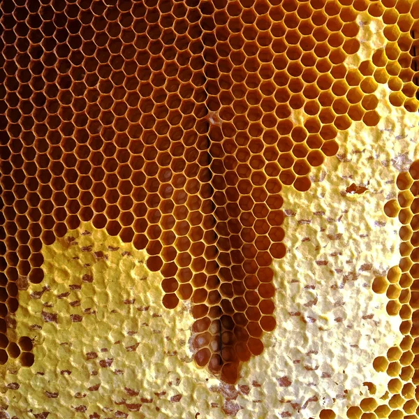 概要六角形の構造は 蜂の巣状に金色の蜂蜜で満たされたハニカムである ミツバチの村から蜂蜜で構成されるハニカム夏の組成物 ミツバチの蜂蜜の農村地方へのハニカム — ストック写真