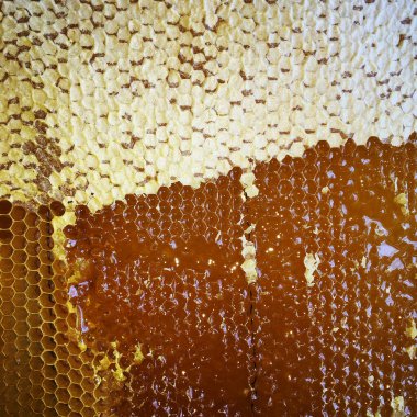 Altın nektarla doldurulmuş altıgen bal peteklerinden bir damla bal damlıyor. Bal peteği yaz kompozisyonu. Doğal bal damlası, balmumu çerçeveli arı damlası. Bal damlası bal damlatıyor bal peteğine.