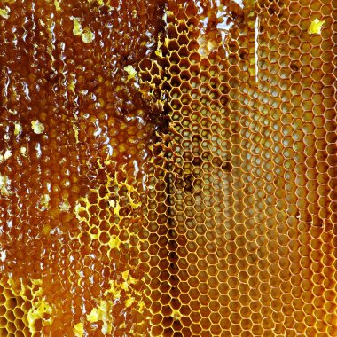 Altın nektarla doldurulmuş altıgen bal peteklerinden bir damla bal damlıyor. Bal peteği yaz kompozisyonu. Doğal bal damlası, balmumu çerçeveli arı damlası. Bal damlası bal damlatıyor bal peteğine.