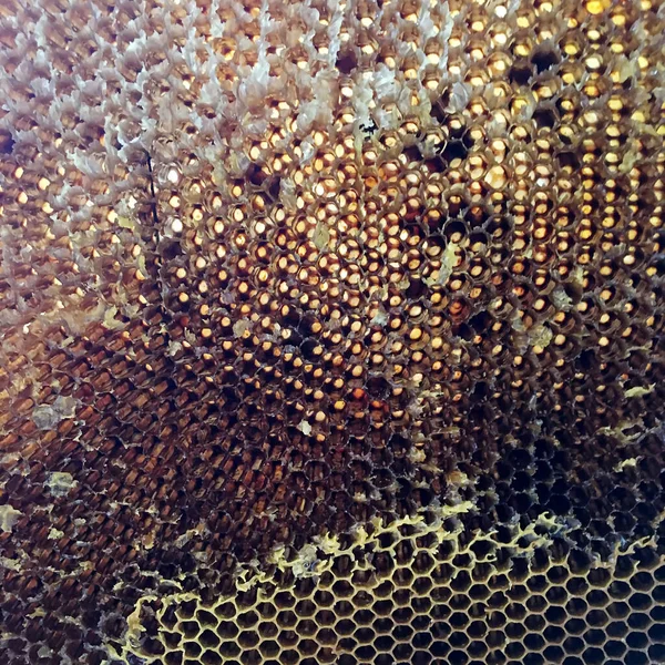 Estructura Hexágono Abstracta Panal Abeja Colmena Llena Miel Oro Composición — Foto de Stock