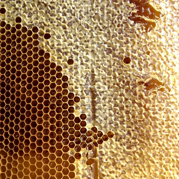 Abstrakte Sechseckige Struktur Ist Wabe Aus Bienenstock Gefüllt Mit Goldenem — Stockfoto