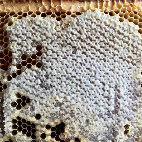 Abstract Hexagon Structure Honeycomb Bee Hive Filled Golden Honey Honeycomb — Stock Photo, Image