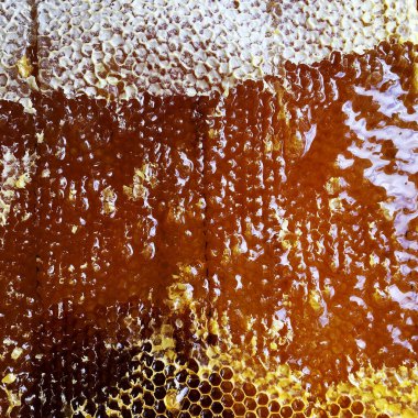 Altın nektarla doldurulmuş altıgen bal peteklerinden bir damla bal damlıyor. Bal peteği yaz kompozisyonu. Doğal bal damlası, balmumu çerçeveli arı damlası. Bal damlası bal damlatıyor bal peteğine.