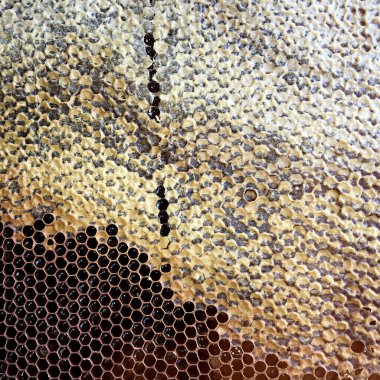 Soyut altıgen yapısı altın bal dolu arı kovanından bal peteği. Bal peteği yaz kompozisyonu arı köyünden yapışkan bal içerir. Arıların kırsal bal petekleri taşraya.