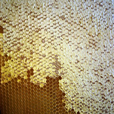 Soyut altıgen yapısı altın bal dolu arı kovanından bal peteği. Bal peteği yaz kompozisyonu arı köyünden yapışkan bal içerir. Arıların kırsal bal petekleri taşraya.