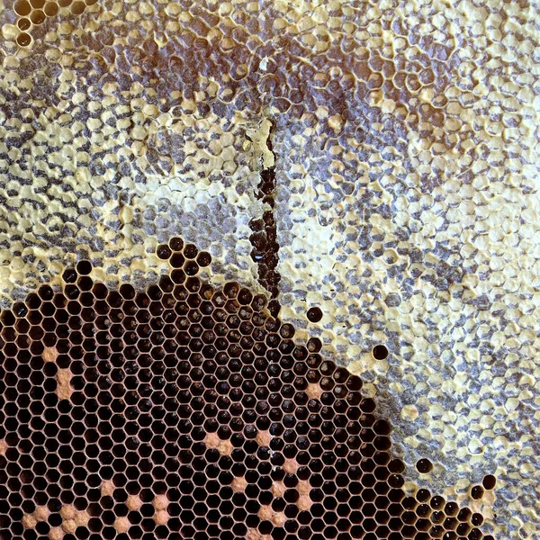 Abstract Hexagon Structure Honeycomb Bee Hive Filled Golden Honey Honeycomb — Stock Photo, Image