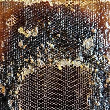 Altın nektarla doldurulmuş altıgen bal peteklerinden bir damla bal damlıyor. Bal peteği yaz kompozisyonu. Doğal bal damlası, balmumu çerçeveli arı damlası. Bal damlası bal damlatıyor bal peteğine.