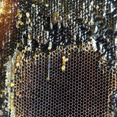 Altın nektarla doldurulmuş altıgen bal peteklerinden bir damla bal damlıyor. Bal peteği yaz kompozisyonu. Doğal bal damlası, balmumu çerçeveli arı damlası. Bal damlası bal damlatıyor bal peteğine.