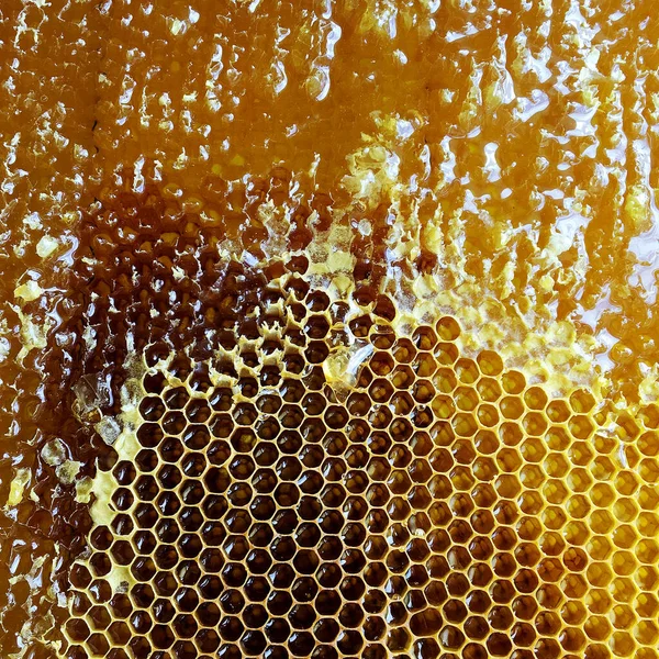 Druppel Honing Van Zeshoekige Honingraten Gevuld Met Gouden Nectar Honingraten — Stockfoto