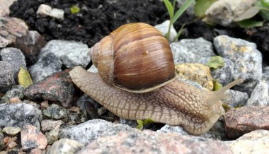 Islak yolda kabuklu küçük bahçe salyangozu sürünüyor, sümüklü böcek hemen eve geliyor. Salyangoz sümüklüböceği, vücudu korumak için sarılmış yenilebilir lezzetli yiyeceklerden oluşur. Kabuklu sümüklüböcek içindeki doğal hayvan salyangozu vahşi doğada sürünüyor..