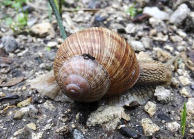 Islak yolda kabuklu küçük bahçe salyangozu sürünüyor, sümüklü böcek hemen eve geliyor. Salyangoz sümüklüböceği, vücudu korumak için sarılmış yenilebilir lezzetli yiyeceklerden oluşur. Kabuklu sümüklüböcek içindeki doğal hayvan salyangozu vahşi doğada sürünüyor..