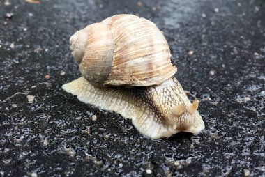 Islak yolda kabuklu küçük bahçe salyangozu sürünüyor, sümüklü böcek hemen eve geliyor. Salyangoz sümüklüböceği, vücudu korumak için sarılmış yenilebilir lezzetli yiyeceklerden oluşur. Kabuklu sümüklüböcek içindeki doğal hayvan salyangozu vahşi doğada sürünüyor..