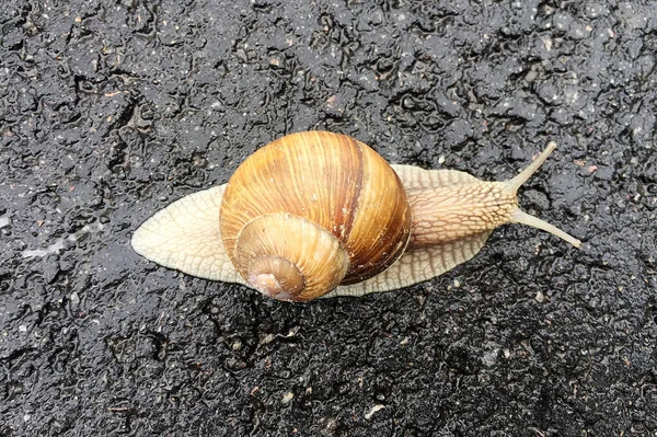 Small Garden Snail Shell Crawling Wet Road Slug Hurry Home — Stock Photo, Image