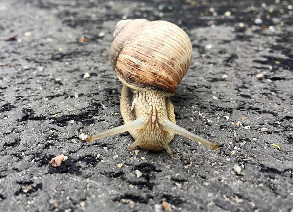 Small Garden Snail Shell Crawling Wet Road Slug Hurry Home — Stock Photo, Image