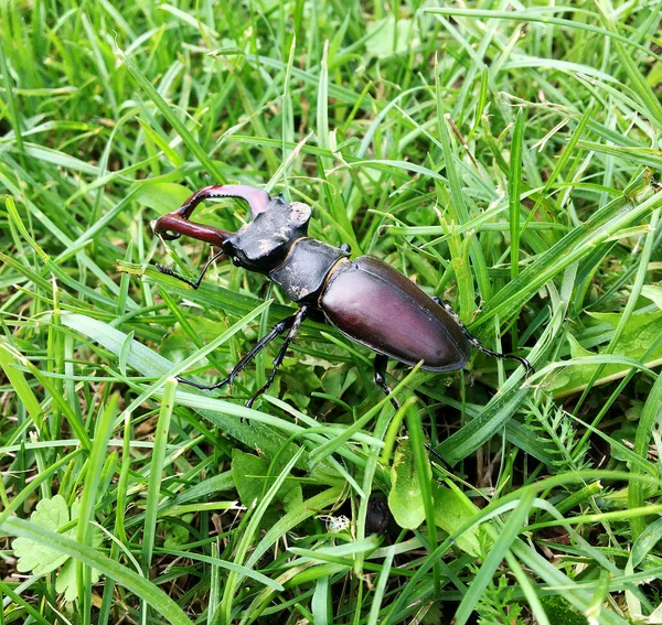 Mannelijke Hertenkever Met Lange Scherpe Kaken Het Wild Bos Zittend — Stockfoto