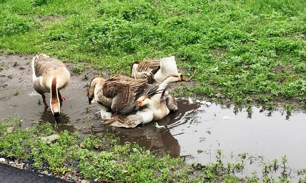 Familia Animales Blancos Gansos Beber Agua Del Estanque Los Gansos —  Fotos de Stock