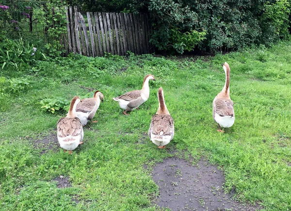 Familia Animales Blancos Gansos Beber Agua Del Estanque Los Gansos —  Fotos de Stock