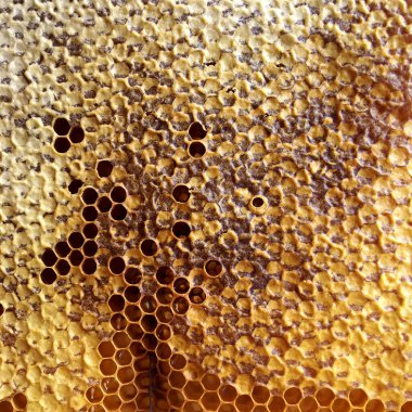 Soyut altıgen yapısı altın bal dolu arı kovanından bal peteği. Bal peteği yaz kompozisyonu arı köyünden yapışkan bal içerir. Arıların kırsal bal petekleri taşraya.