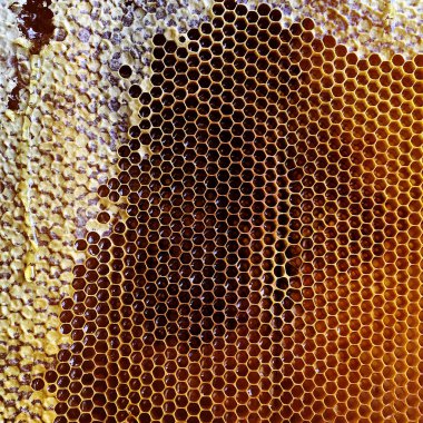 Altın nektarla doldurulmuş altıgen bal peteklerinden bir damla bal damlıyor. Bal peteği yaz kompozisyonu. Doğal bal damlası, balmumu çerçeveli arı damlası. Bal damlası bal damlatıyor bal peteğine.