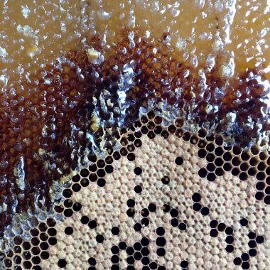 Altın nektarla doldurulmuş altıgen bal peteklerinden bir damla bal damlıyor. Bal peteği yaz kompozisyonu. Doğal bal damlası, balmumu çerçeveli arı damlası. Bal damlası bal damlatıyor bal peteğine.