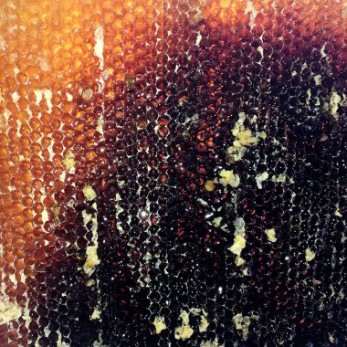 Altın nektarla doldurulmuş altıgen bal peteklerinden bir damla bal damlıyor. Bal peteği yaz kompozisyonu. Doğal bal damlası, balmumu çerçeveli arı damlası. Bal damlası bal damlatıyor bal peteğine.