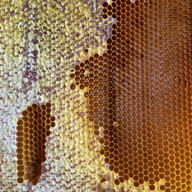 Soyut altıgen yapısı altın bal dolu arı kovanından bal peteği. Bal peteği yaz kompozisyonu arı köyünden yapışkan bal içerir. Arıların kırsal bal petekleri taşraya.