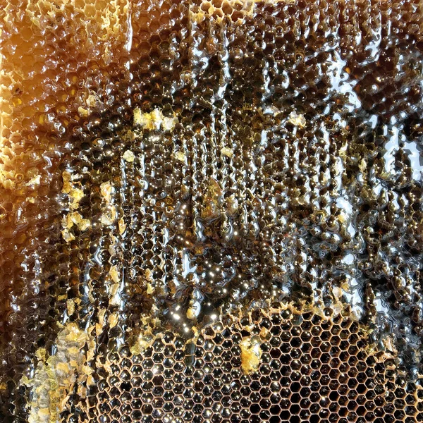 Drop of bee honey drip from hexagonal honeycombs filled with golden nectar. Honeycombs summer composition consisting of drop natural honey, drip on wax frame bee. Drop of bee honey drip in honeycombs.