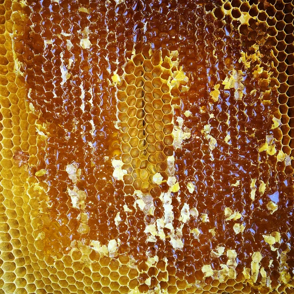 Drop Bee Honey Drip Hexagonal Honeycombs Filled Golden Nectar Honeycombs — Stock Photo, Image