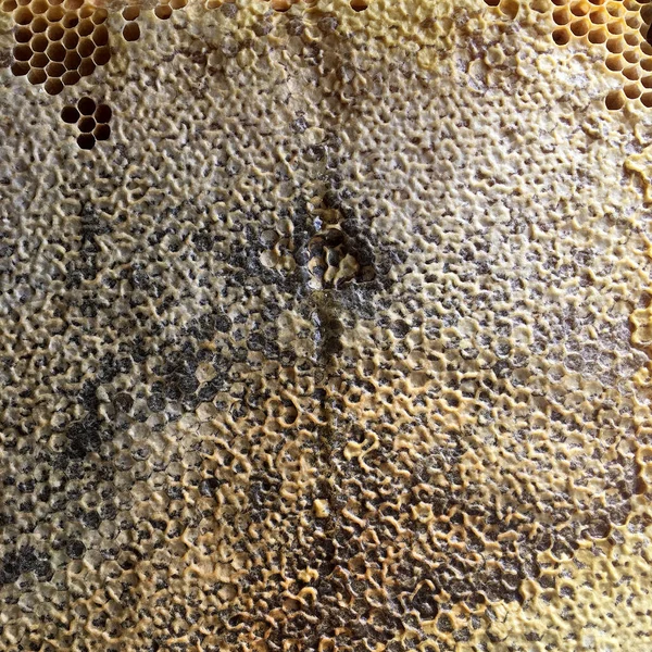 Abstracte Zeshoek Structuur Honingraat Van Bijenkorf Gevuld Met Gouden Honing — Stockfoto
