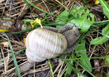 Islak yolda kabuklu küçük bahçe salyangozu sürünüyor, sümüklü böcek hemen eve geliyor. Salyangoz sümüklüböceği, vücudu korumak için sarılmış yenilebilir lezzetli yiyeceklerden oluşur. Kabuklu sümüklüböcek içindeki doğal hayvan salyangozu vahşi doğada sürünüyor..