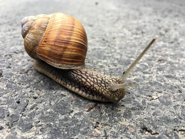 Small Garden Snail Shell Crawling Wet Road Slug Hurry Home — Stock Photo, Image