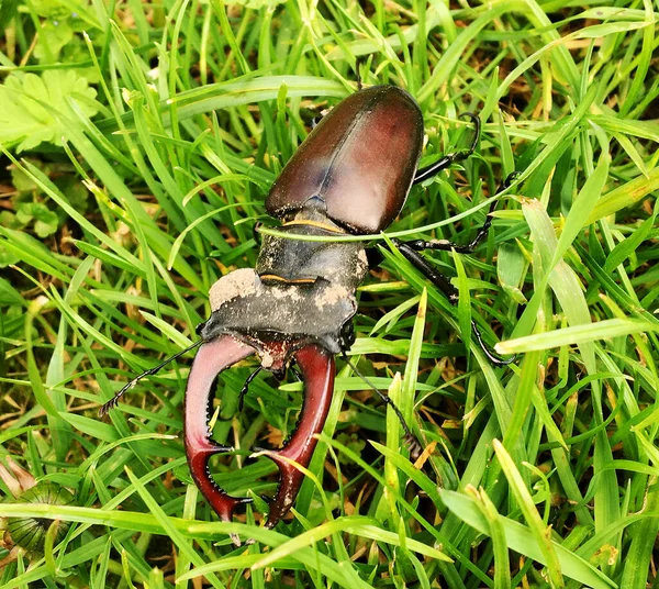 Mannelijke Hertenkever Met Lange Scherpe Kaken Het Wild Bos Zittend — Stockfoto