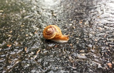 Islak yolda kabuklu küçük bahçe salyangozu sürünüyor, sümüklü böcek hemen eve geliyor. Salyangoz sümüklüböceği, vücudu korumak için sarılmış yenilebilir lezzetli yiyeceklerden oluşur. Kabuklu sümüklüböcek içindeki doğal hayvan salyangozu vahşi doğada sürünüyor..