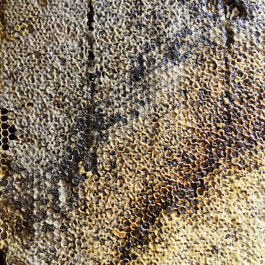 Soyut altıgen yapısı altın bal dolu arı kovanından bal peteği. Bal peteği yaz kompozisyonu arı köyünden yapışkan bal içerir. Arıların kırsal bal petekleri taşraya.