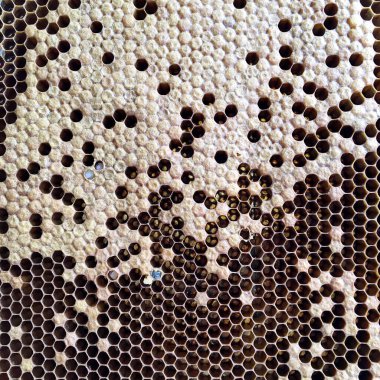 Soyut altıgen yapısı altın bal dolu arı kovanından bal peteği. Bal peteği yaz kompozisyonu arı köyünden yapışkan bal içerir. Arıların kırsal bal petekleri taşraya.