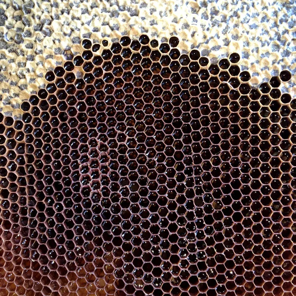 Abstraktní Šestiúhelníková Struktura Plástve Včelího Úlu Naplněné Zlatým Medem Letní — Stock fotografie