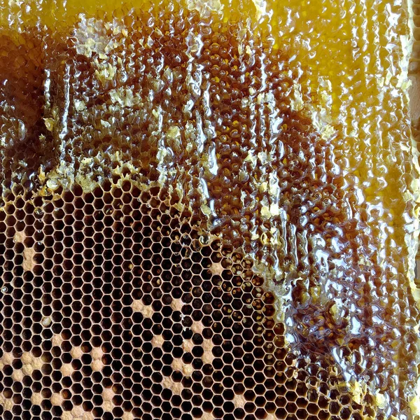 Gota Miel Abeja Goteando Panales Hexagonales Llenos Néctar Dorado Honeycoms —  Fotos de Stock