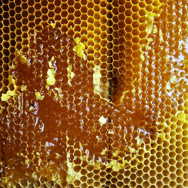 Gota Mel Abelha Gotejamento Favos Mel Hexagonais Cheios Néctar Dourado — Fotografia de Stock
