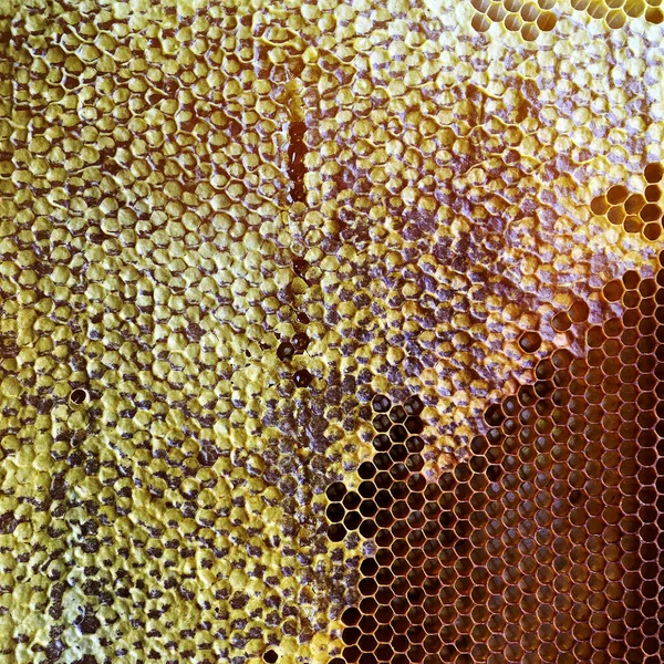 Abstrakcyjna Struktura Sześciokąta Plaster Miodu Uli Wypełniony Złotym Miodem Letni — Zdjęcie stockowe
